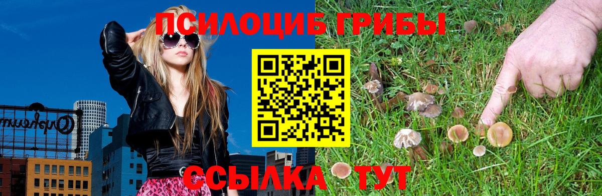 сколько стоит  Вход с VPN  Протвино  Галлюциногенные грибы Psilocybine cubensis 